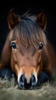 Close-up view of a relaxed pony resting on grass during the late afternoon light photo