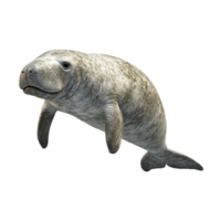 manatee swimming on a transparent background png
