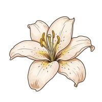 illustration of a lily flower isolated on white background vector
