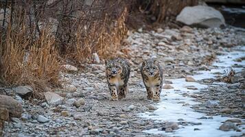 Snow leopards walking on rocky path near river, showcasing their beauty and grace photo