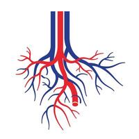 The heart is shown with red and blue veins vector