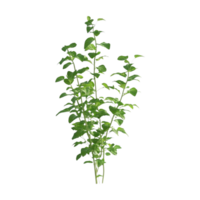 a plant with leaves on a transparent background png
