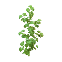 a plant with green leaves on a transparent background png