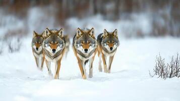 pack of wolves traversing snowy landscape, showcasing their strength and unity. scene captures beauty of nature and wild photo