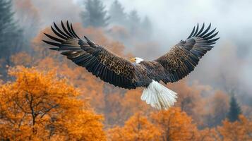 majestic bald eagle soaring gracefully over vibrant autumn forest, showcasing its impressive wingspan amidst colorful foliage photo