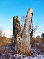 The trunk of an old dead tree in the forest photo