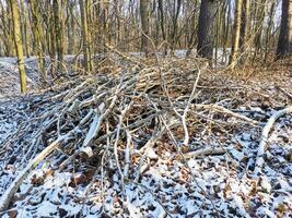 Pile of fallen broken tree branches in the forest in winter photo