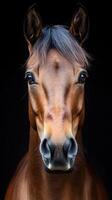 Majestic brown horse with a striking mane staring directly at the viewer in a dark background photo