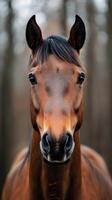 Majestic brown horse standing gracefully in a forest during the early morning light photo