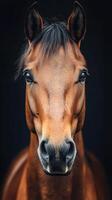 Majestic brown horse with expressive eyes posing against a dark background in a tranquil setting photo