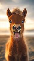 Happy young pony enjoying a sunset on the beach with a vibrant sky photo