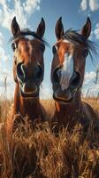 Two horses smiling in a golden field under a clear blue sky surrounded by fluffy clouds photo