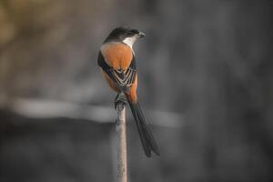 A solitary Long tailed shrike bird on a stick photo