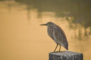 This bird knows how to enjoy the simple pleasures of life photo