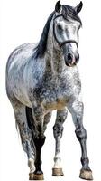 Beautiful gray horse standing majestically with a shiny coat in natural light against a plain backdrop photo