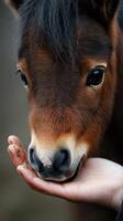 Close encounter with a miniature horse as it gently nuzzles a human hand in an outdoor setting at sunset photo