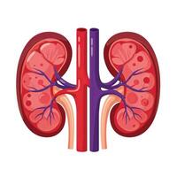 The kidney is shown in a cartoon style vector