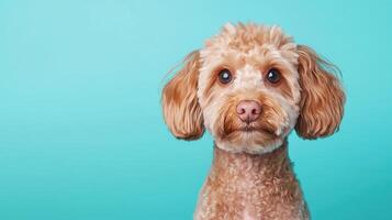 Adorable dog portrait studio setting low resolution image bright background front view pet photography concept photo