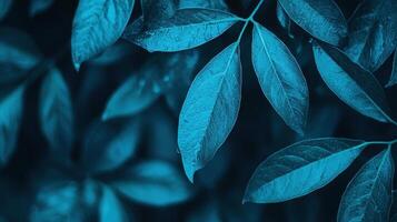 Vibrant blue leaves close-up nature plant photography tranquil environment macro view photo