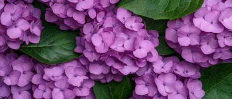 Hydrangea blooms in purple tones nature scene floral close-up lush environment top-down view photo