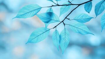 Tranquil nature scene outdoor leafy branch blue tone environment close-up view serene concept photo