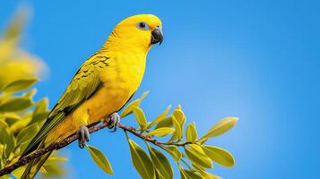 parrot perched on branch tropical forest wildlife photography vibrant environment close-up nature beauty photo