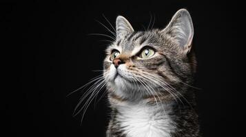 Captivating portrait of a cat studio setting high-quality image dark background photo