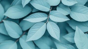 Gentle breeze over blue-toned leaves nature scene close-up photography tranquil environment aerial view botanical concept photo