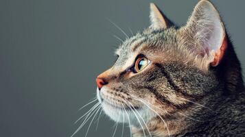 Elegant portrait of a grey cat indoor studio photo