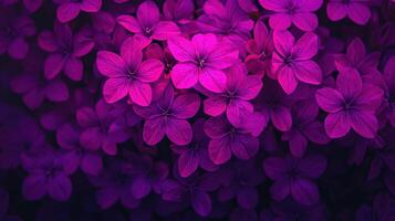 Vibrant nature blooms purple floral display garden close-up tranquil aesthetic beauty photo