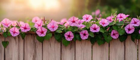 Morning glories in dew rustic standard fence nature photography serene garden close-up view floral beauty photo