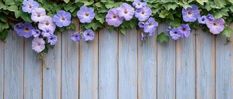Morning glories in full bloom rustic garden close-up photography natural setting soft light floral beauty photo