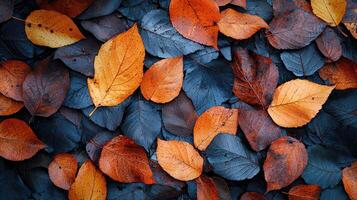 Autumn leaves falling nature scene leaf patterns outdoor setting aerial view seasonal change photo