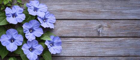 Dew-kissed morning glories climbing a rust standard in a serene garden setting close-up floral photography photo