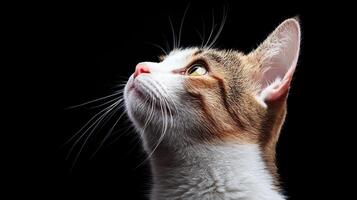 Captivating cat portrait studio on dark background photo