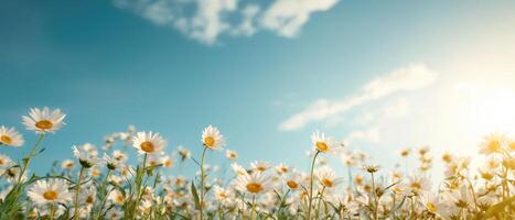 Vibrant daisy field under a clear blue sky nature photography sunny environment captivating landscape view photo