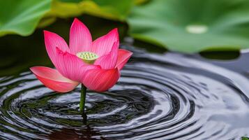 Blooming pink lotus flower closeup tranquil pond nature photography serene environment vibrant viewpoint peaceful concept photo