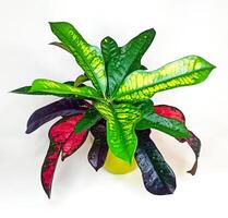 A detailed look at Codiaeum reveals its bright, multicolored leaves. The deep greens, yellows, and reds form a captivating visual spectacle, emphasizing the plant's distinctive allure photo