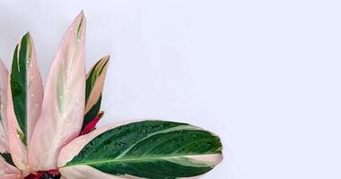 Stromanthe Triostar sanguinea, stunning houseplant featuring vibrant, multi-colored leaves, striking shades. unique foliage brings a lively tropical touch to any indoor space. Horizontal background photo