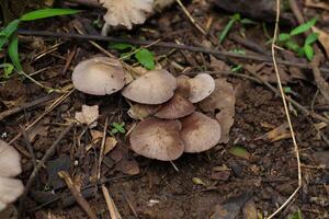 close up photo of some small brown wild mushrooms in the highlands of Indonesia