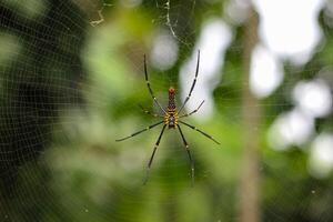 detail photo of a spider on its web with bokeh foliage background