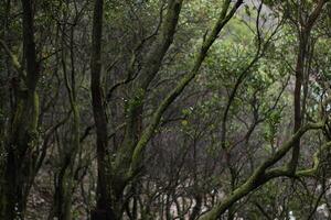 branched trees in tropical forests in the Indonesian highlands photo