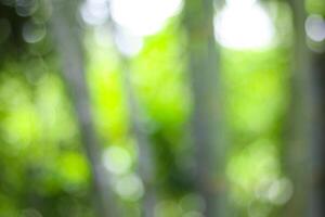 bright and beautiful natural bokeh effect backgrounds photo