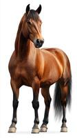 Muscular brown horse standing upright in a neutral background showcasing its elegant posture and strength photo
