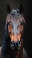 Majestic horse with striking features stands against a dark background during golden hour light photo