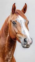 Beautiful chestnut horse portrait against a neutral background showcasing its gentle expression and striking features photo