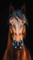 Majestic brown horse with expressive eyes posed against a dark background in a studio setting photo