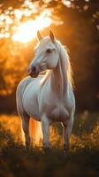 Majestic white horse stands in a sunlit field during golden hour near a serene forest backdrop photo