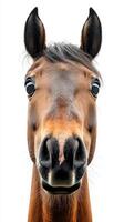 Close-up of a brown horse with expressive eyes and a friendly demeanor against a light background photo
