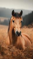 Golden horse resting in a serene field during the early morning light in a rural landscape photo